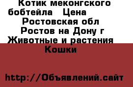 Котик меконгского бобтейла › Цена ­ 7 000 - Ростовская обл., Ростов-на-Дону г. Животные и растения » Кошки   